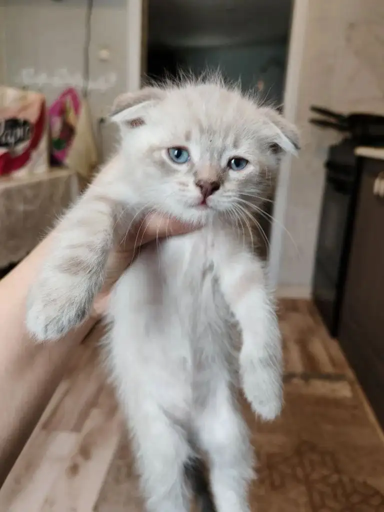 Вислоухие котята отдам в добрые руки - Кошки (Животные) в Новоаннинский