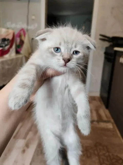 Вислоухие котята отдам в добрые руки - Животные в Новоаннинский