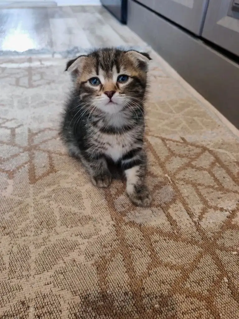Вислоухие котята отдам в добрые руки - Кошки (Животные) в Новоаннинский