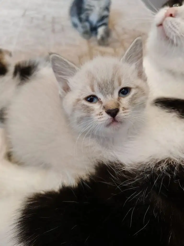 Вислоухие котята отдам в добрые руки - Кошки (Животные) в Новоаннинский