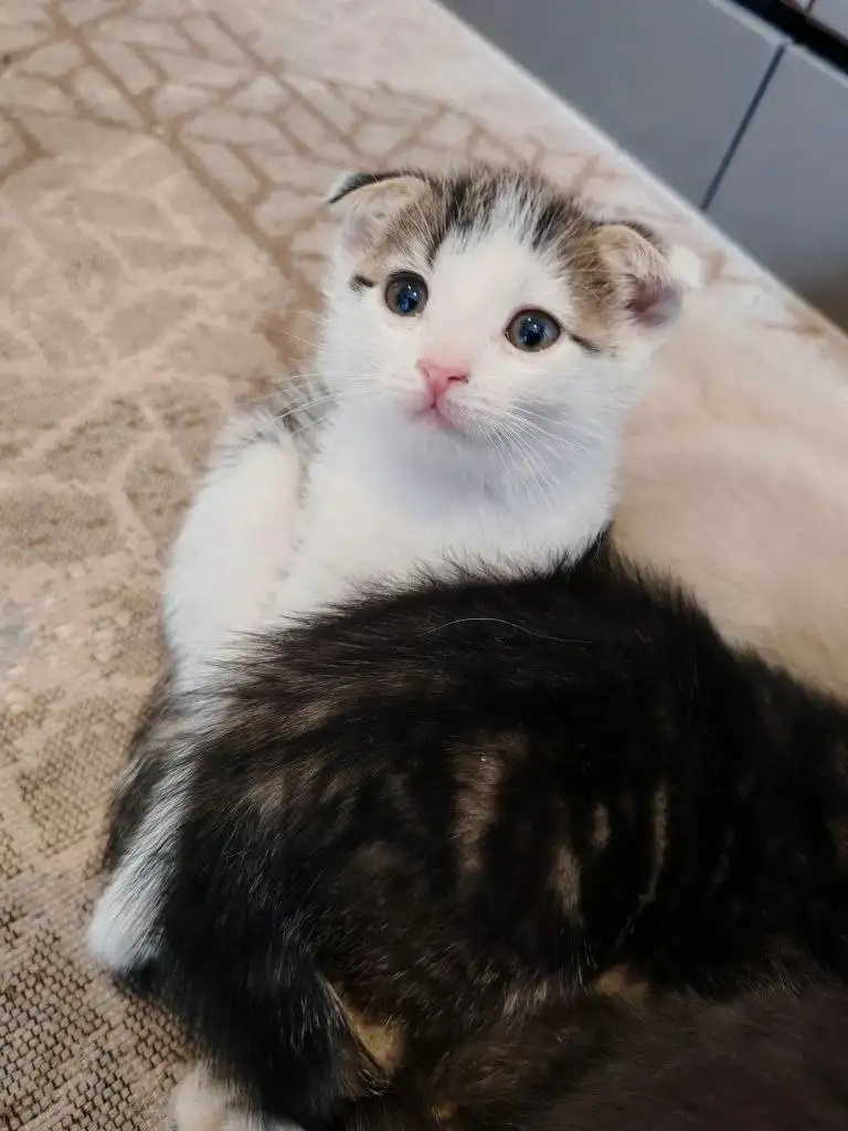 Вислоухие котята отдам в добрые руки - Кошки (Животные) в Новоаннинский