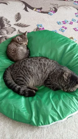 Котята с дефектом лап в добрые руки - Сельскохозяйственные животные в Новоаннинский