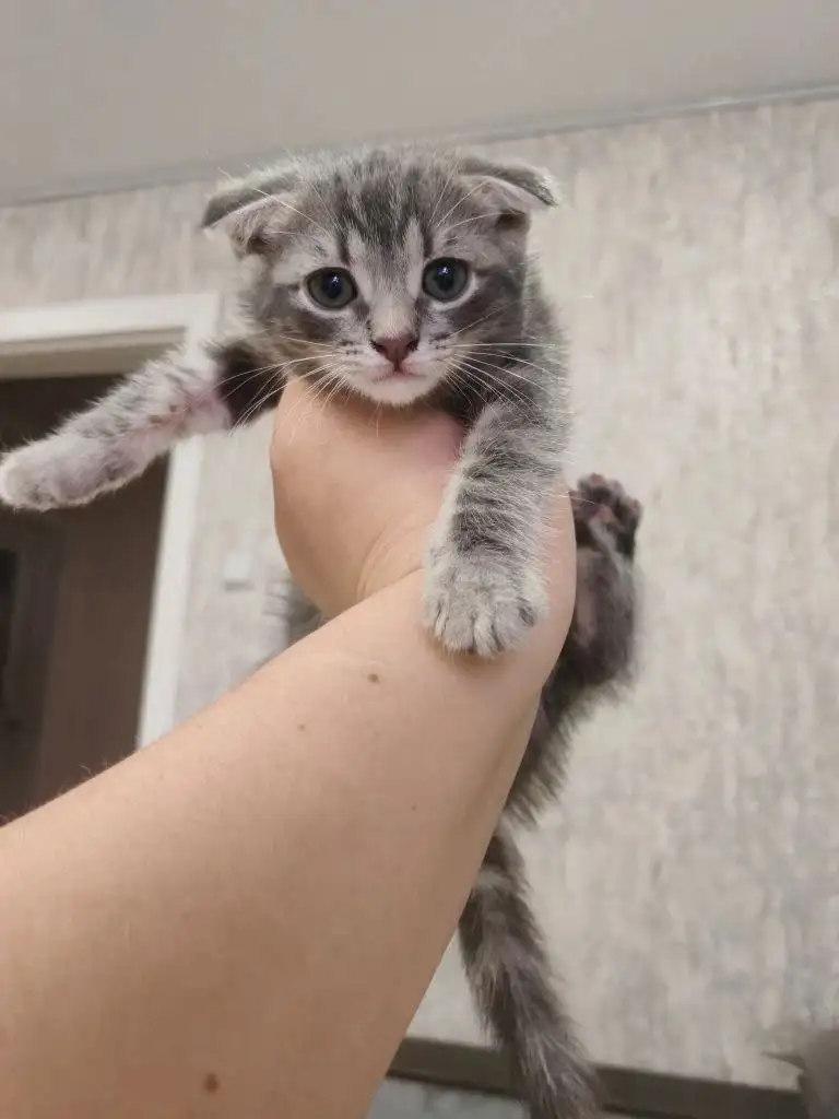 Отдам вислоухую кошечку - Кошки (Животные) в Новоаннинский