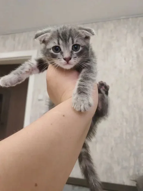 Отдам вислоухую кошечку - Животные в Новоаннинский