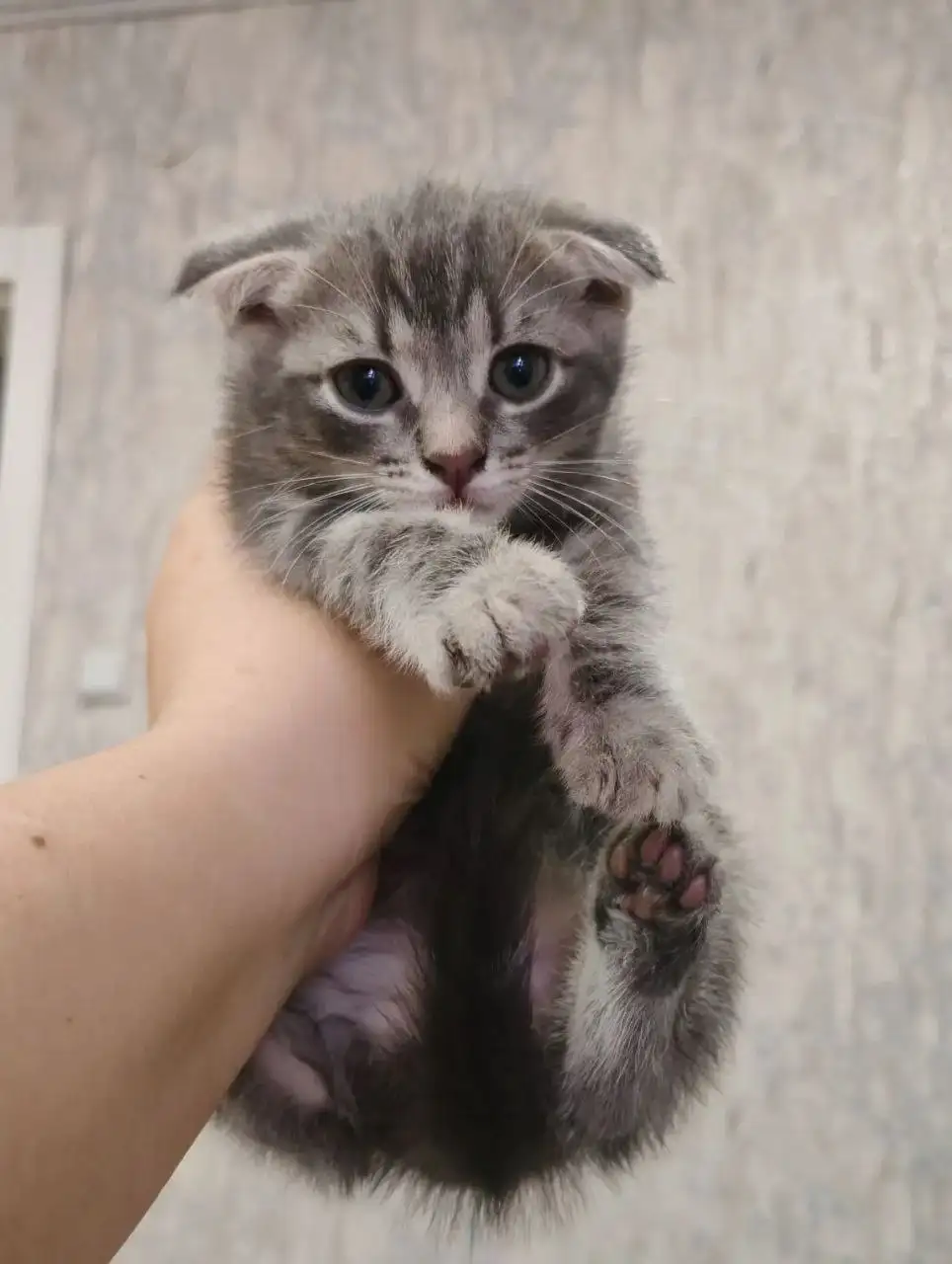 Отдам вислоухую кошечку - Кошки (Животные) в Новоаннинский