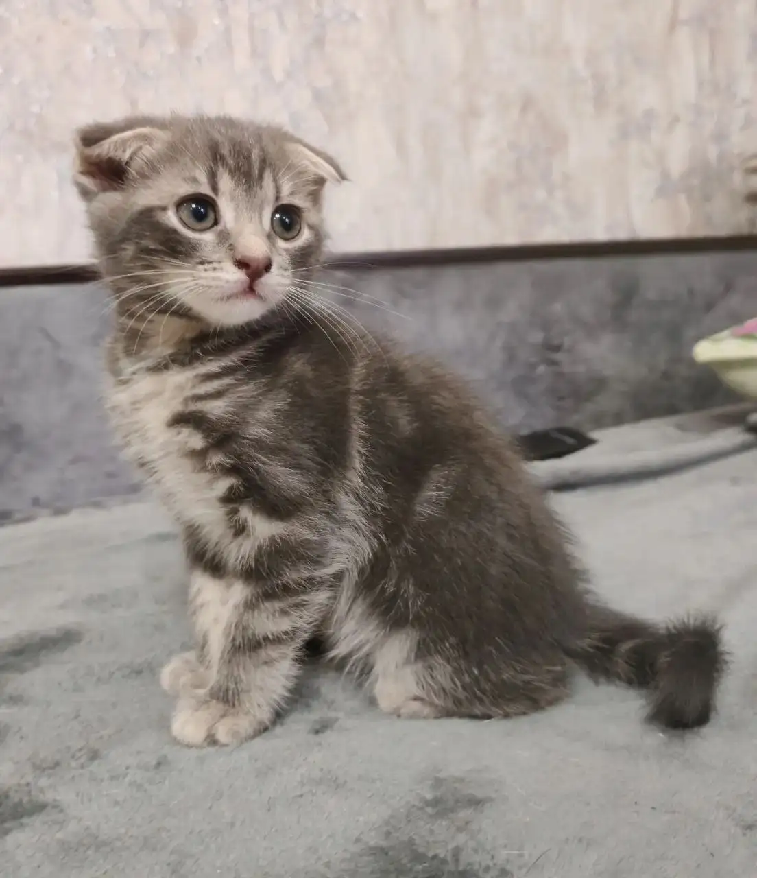 Отдам вислоухую кошечку - Кошки (Животные) в Новоаннинский