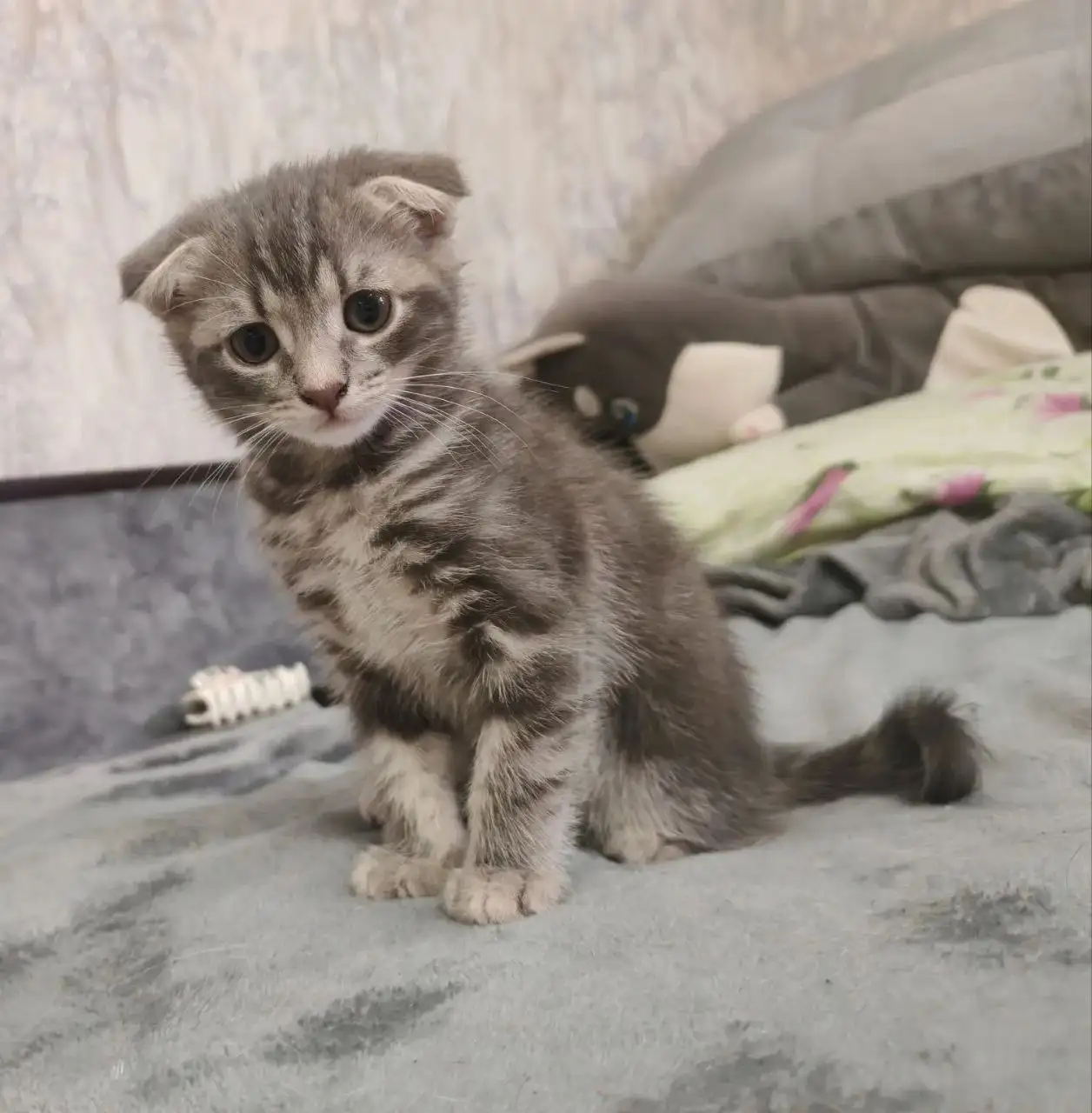 Отдам вислоухую кошечку - Кошки (Животные) в Новоаннинский