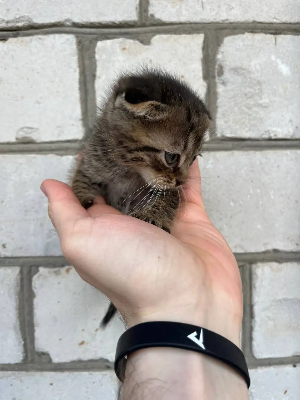 Вислоухие котята от породистых родителей - Кошки (Животные) в Новоаннинский