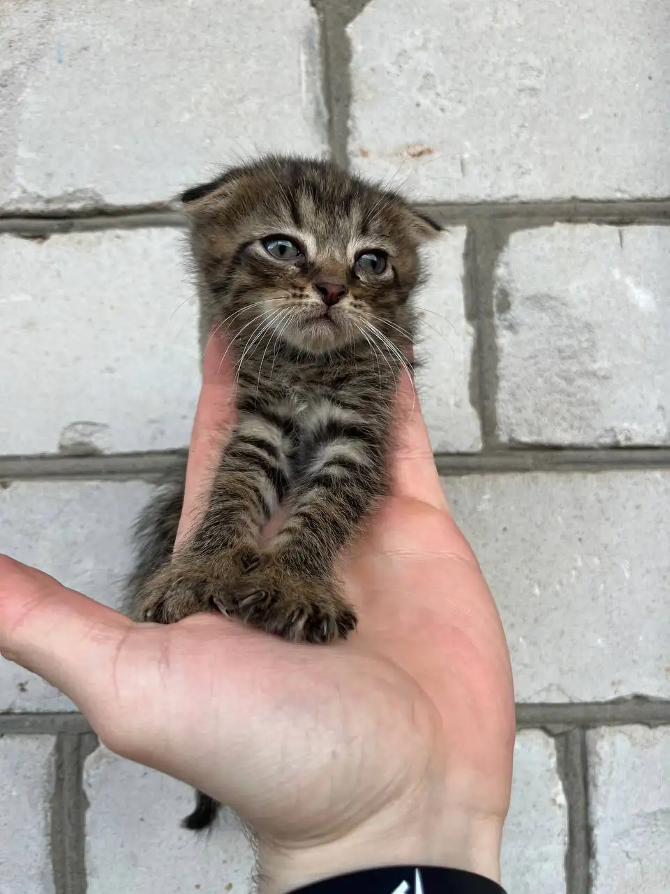 Вислоухие котята от породистых родителей - Кошки (Животные) в Новоаннинский