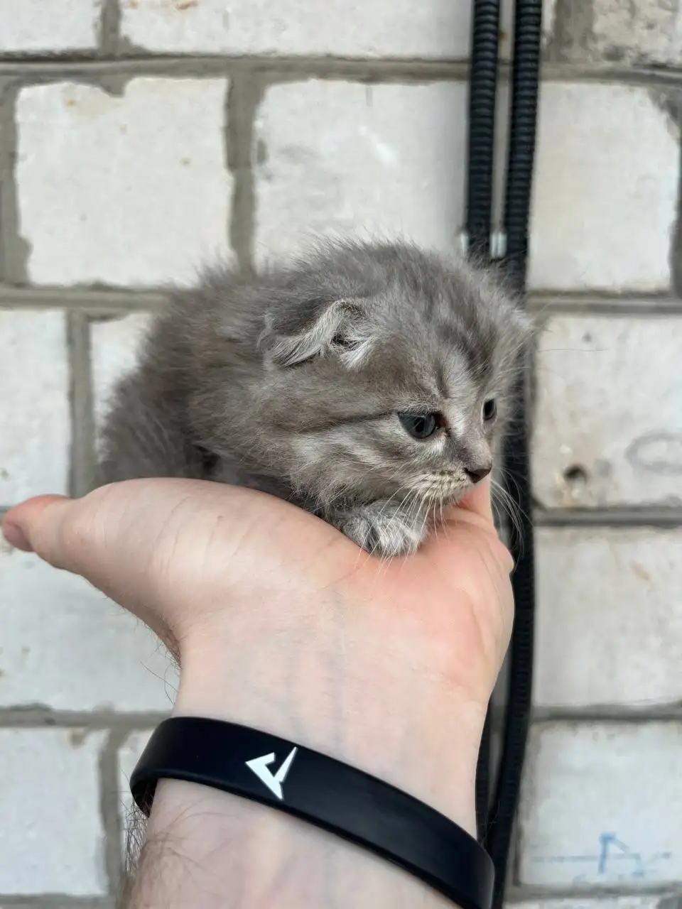 Вислоухие котята от породистых родителей - Кошки (Животные) в Новоаннинский