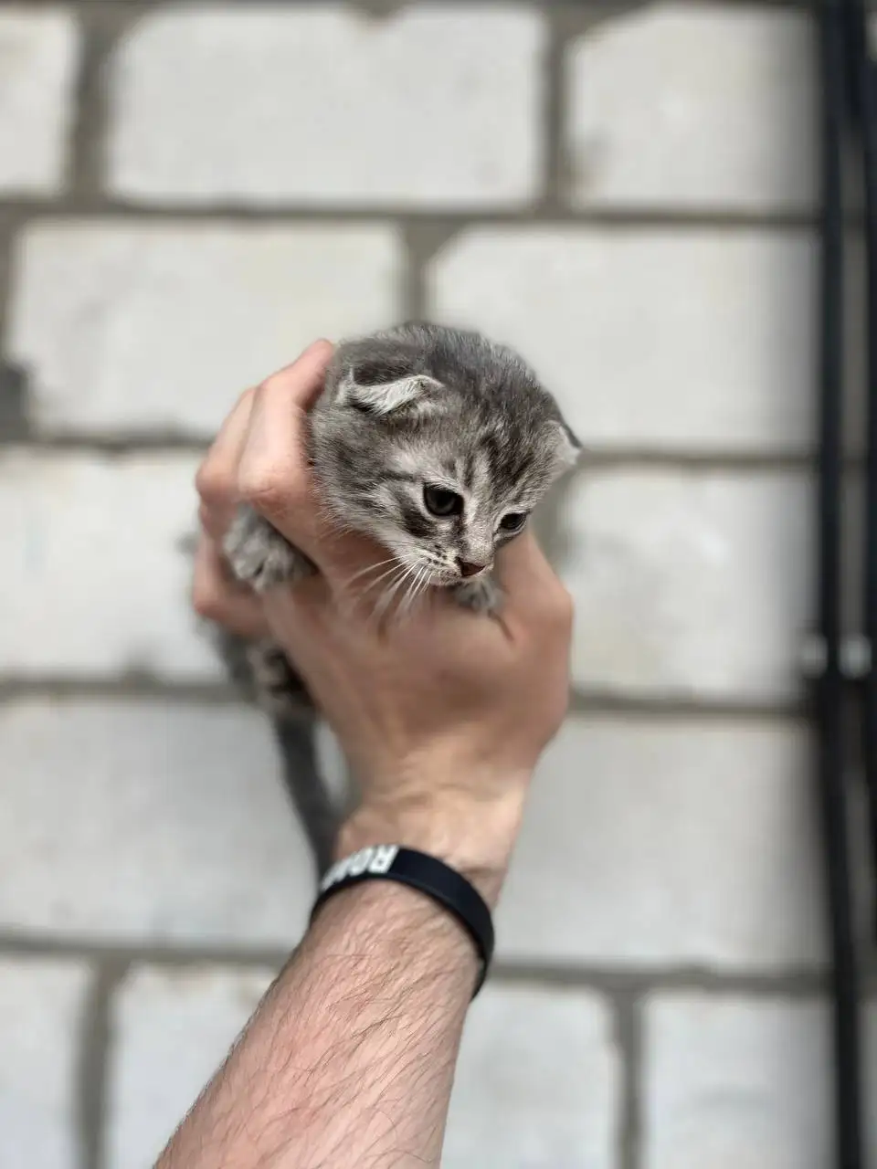 Вислоухие котята от породистых родителей - Кошки (Животные) в Новоаннинский