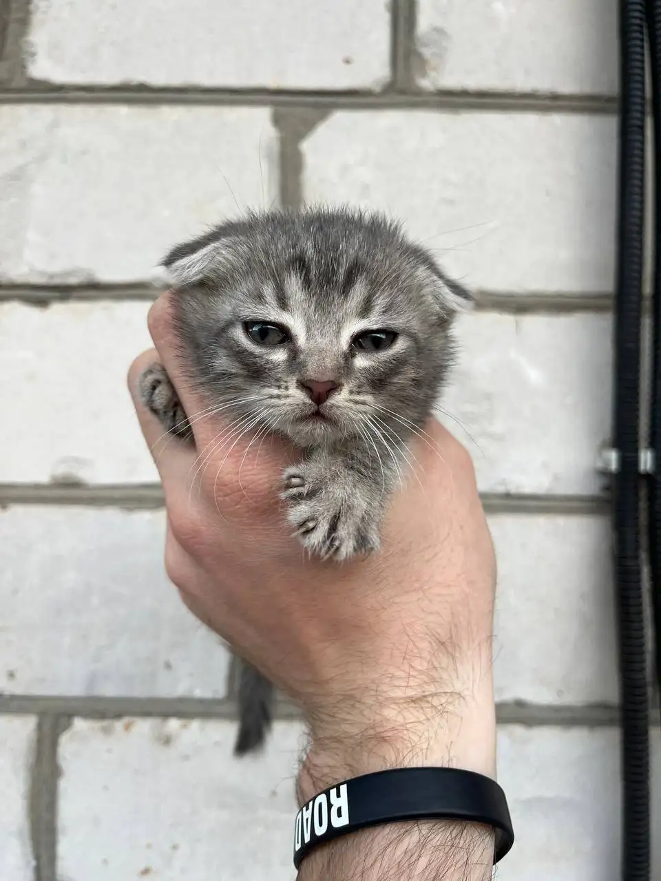 Вислоухие котята от породистых родителей - Кошки (Животные) в Новоаннинский