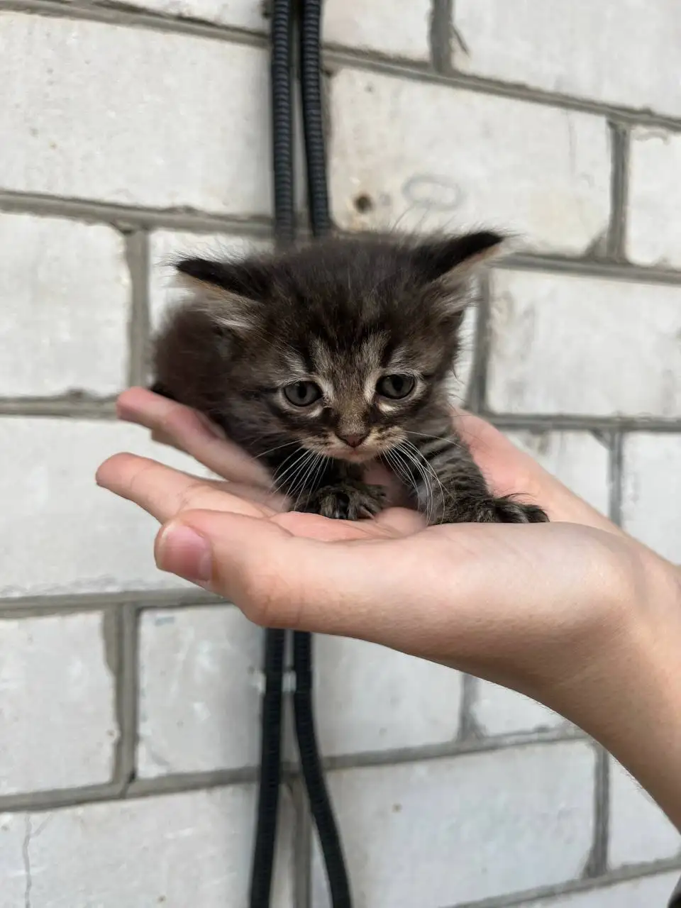 Вислоухие котята от породистых родителей - Кошки (Животные) в Новоаннинский