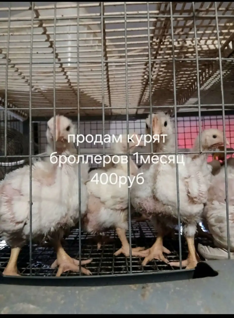 Грузовая ГАЗель, 4 места в кабине, рефрижератор тент - Грузовые автомобили (Авто) в Новоаннинский