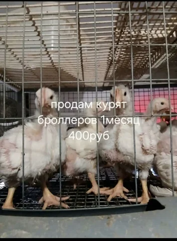 Грузовая ГАЗель, 4 места в кабине, рефрижератор тент - Выкуп авто в Новоаннинский