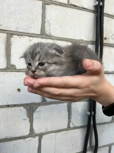 Породистые вислоухие котята в добрые руки - частное объявление в Новоаннинский