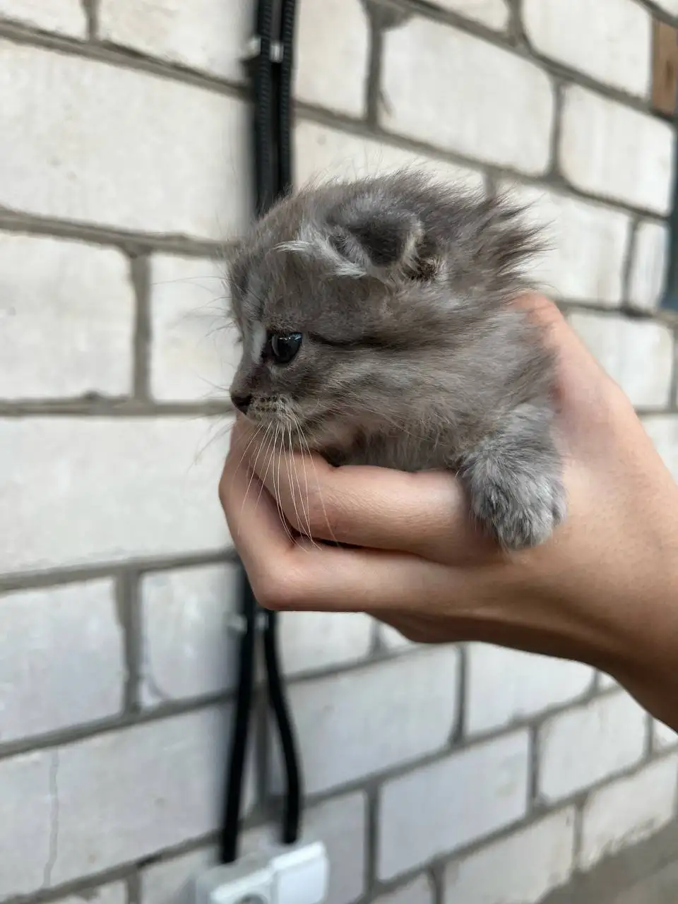 Породистые вислоухие котята в добрые руки - Кошки (Животные) в Новоаннинский