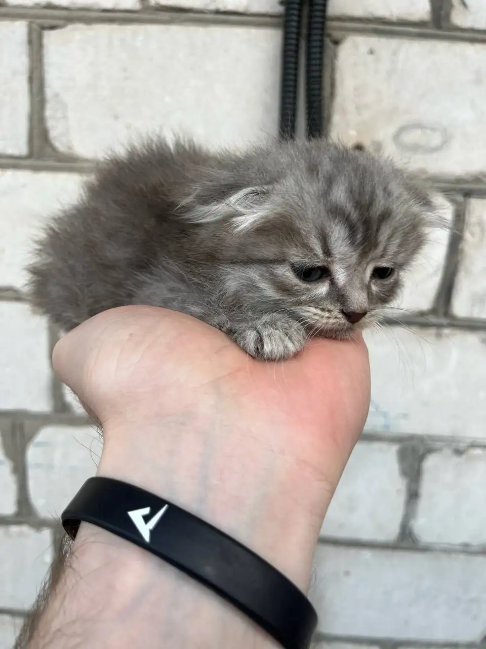 Породистые вислоухие котята в добрые руки - Кошки (Животные) в Новоаннинский