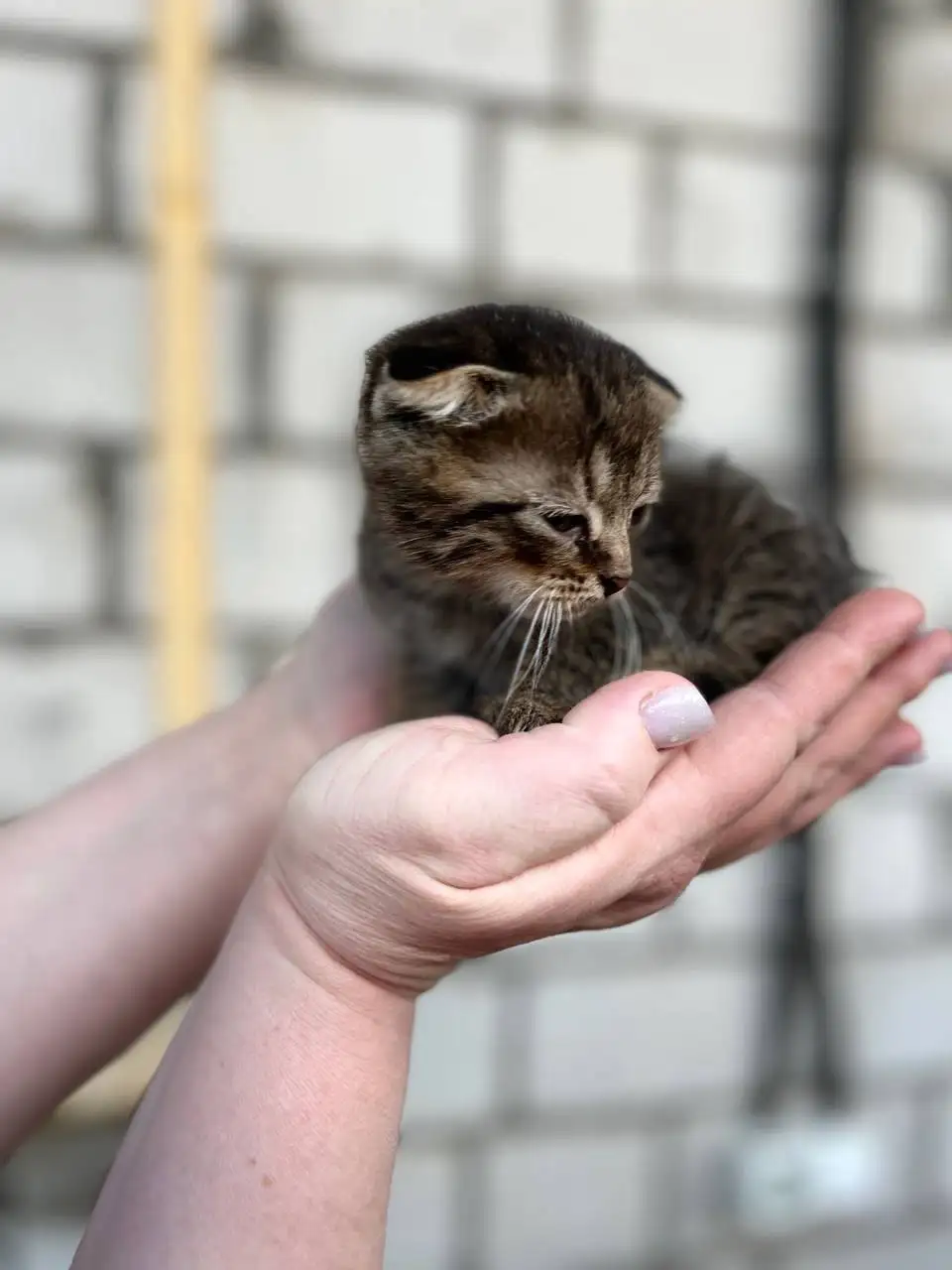 Породистые вислоухие котята в добрые руки - Кошки (Животные) в Новоаннинский