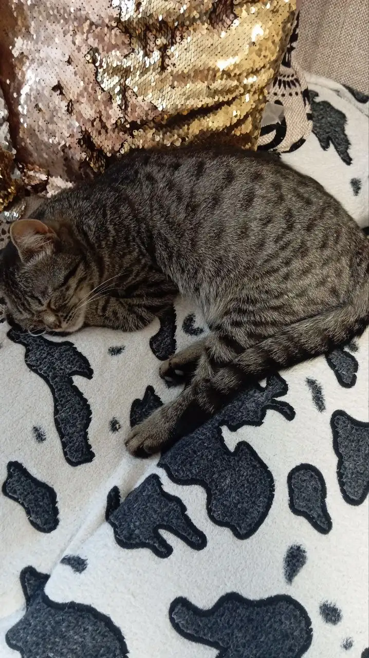 Кошечка 6 мес и котик 2 мес, спокойные - Кошки (Животные) в Новоаннинский