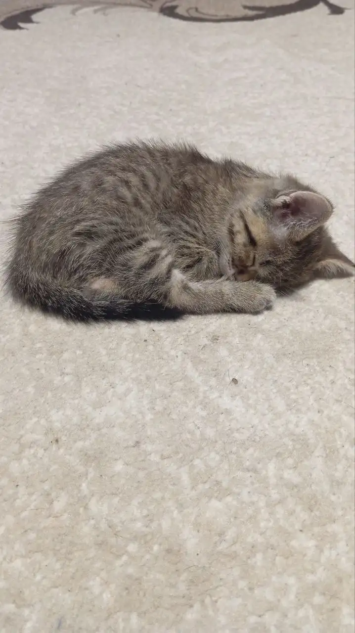 Кошечка 6 мес и котик 2 мес, спокойные - Кошки (Животные) в Новоаннинский