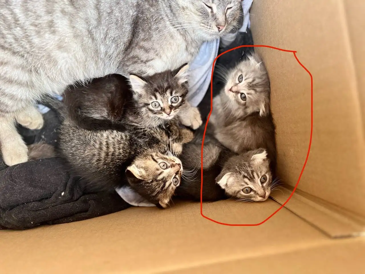 Вислоухие котята в добрые руки - Кошки (Животные) в Новоаннинский
