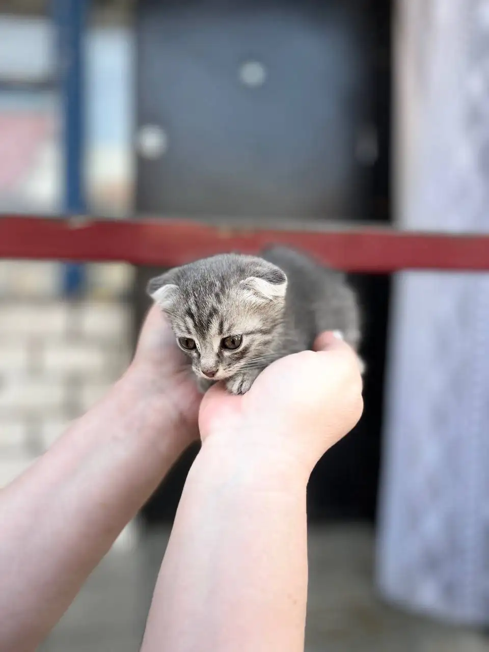 Вислоухие котята в добрые руки - Кошки (Животные) в Новоаннинский