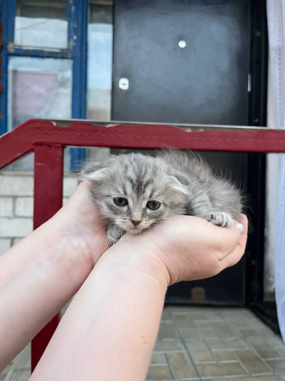 Вислоухие котята в добрые руки - Кошки (Животные) в Новоаннинский
