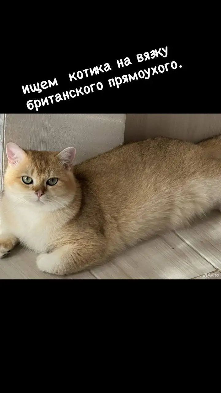 Болгарка - Инструменты (Электроника) в Новоаннинский