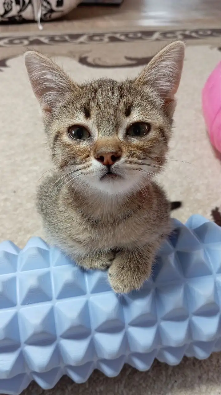 Котик в добрые руки - Кошки (Животные) в Новоаннинский