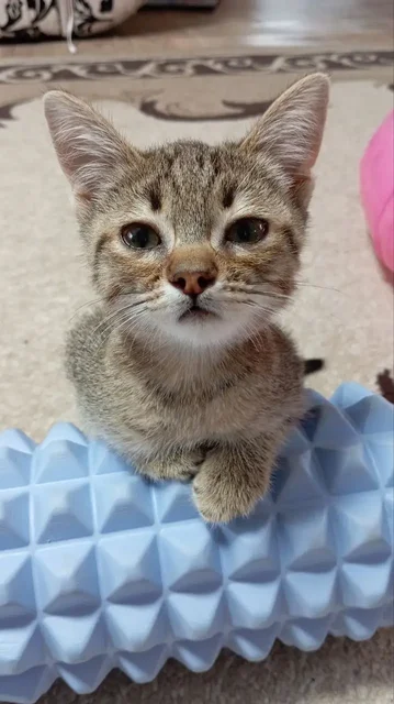 Котик в добрые руки - частное объявление в Новоаннинский