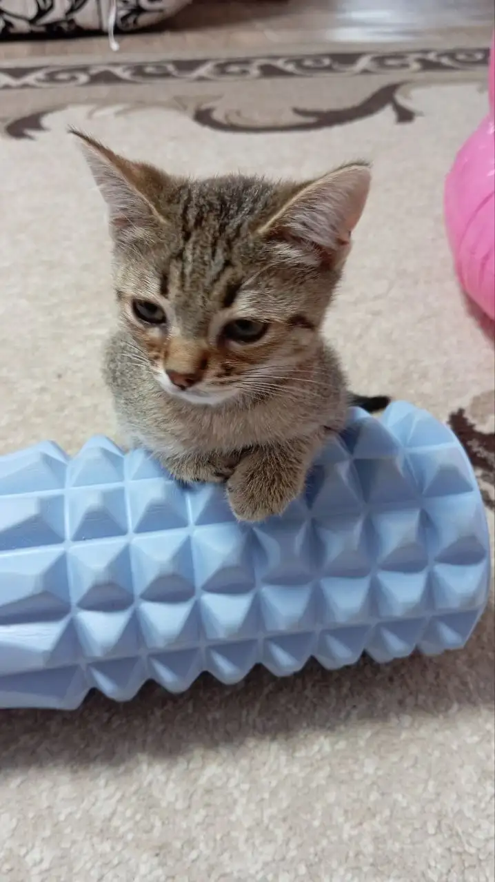 Котик в добрые руки - Кошки (Животные) в Новоаннинский