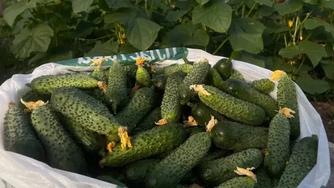 Продажа домашних огурцов без химии - Игровые приставки в Новоаннинский