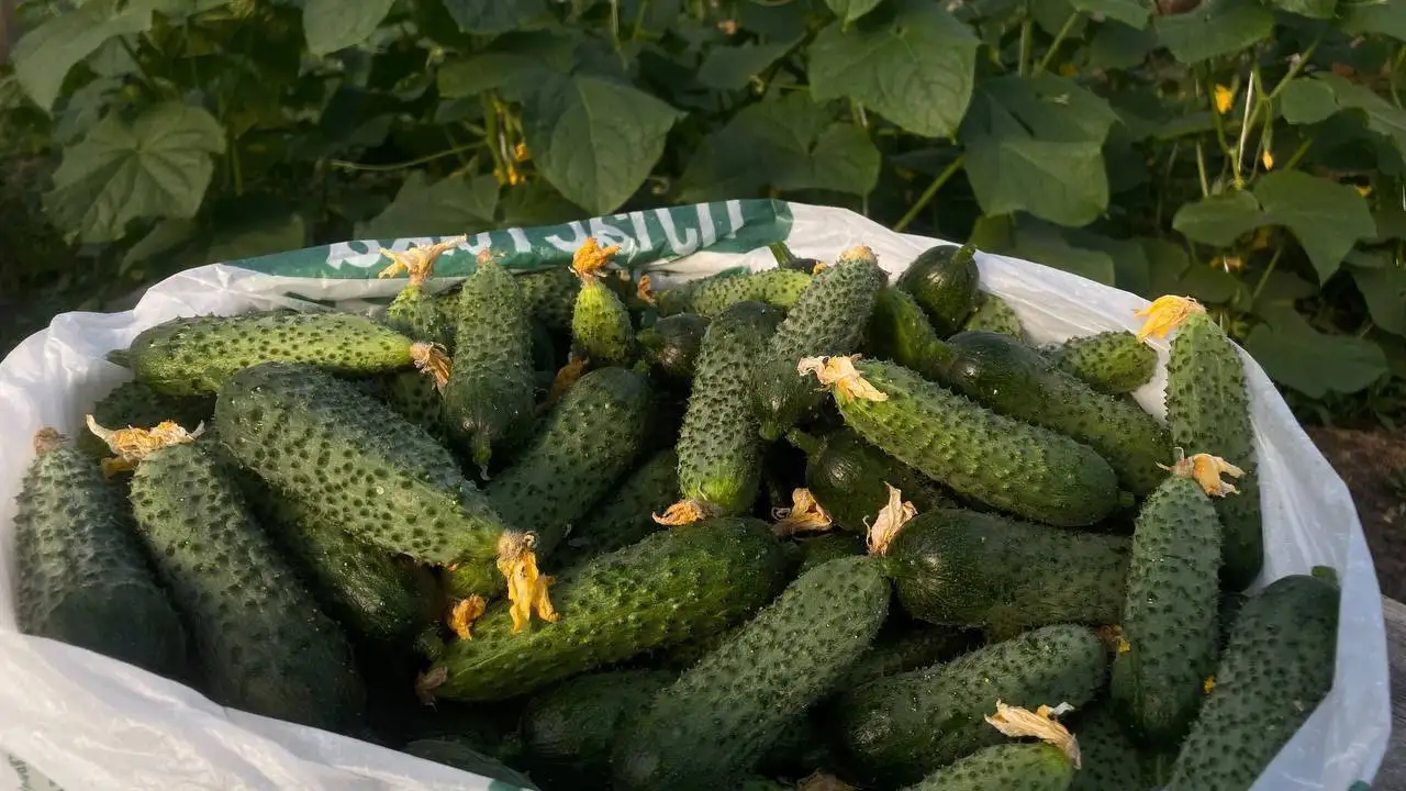Огурцы домашние на закатку и для еды - Овощи и фрукты (Продукты питания) в Новоаннинский
