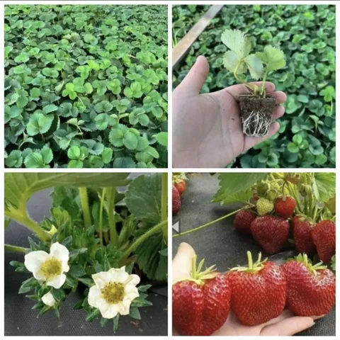 Саженцы клубники для выращивания - Продукты питания в Самара