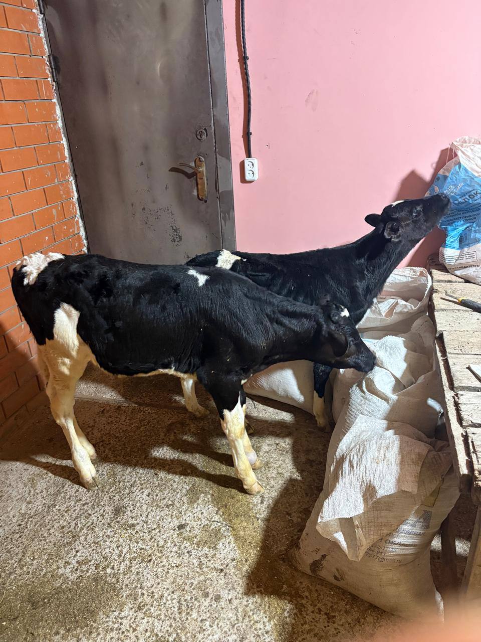 Продажа бычков 2,5 и 3 месяцев - Животные в Чебоксары