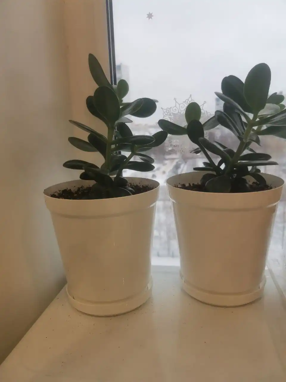 Толстянка с горшком