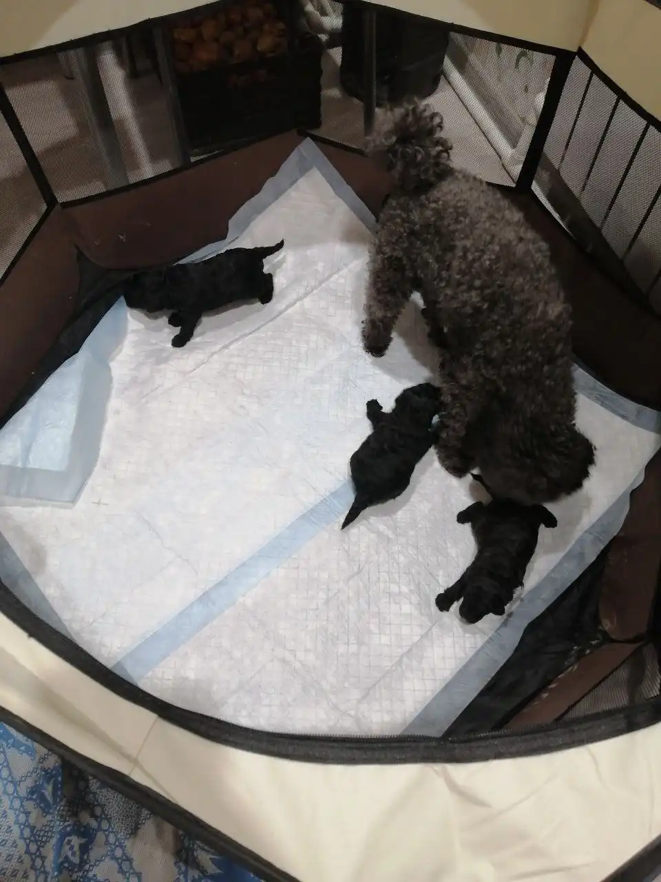 Щенки той-пуделя к Новому году