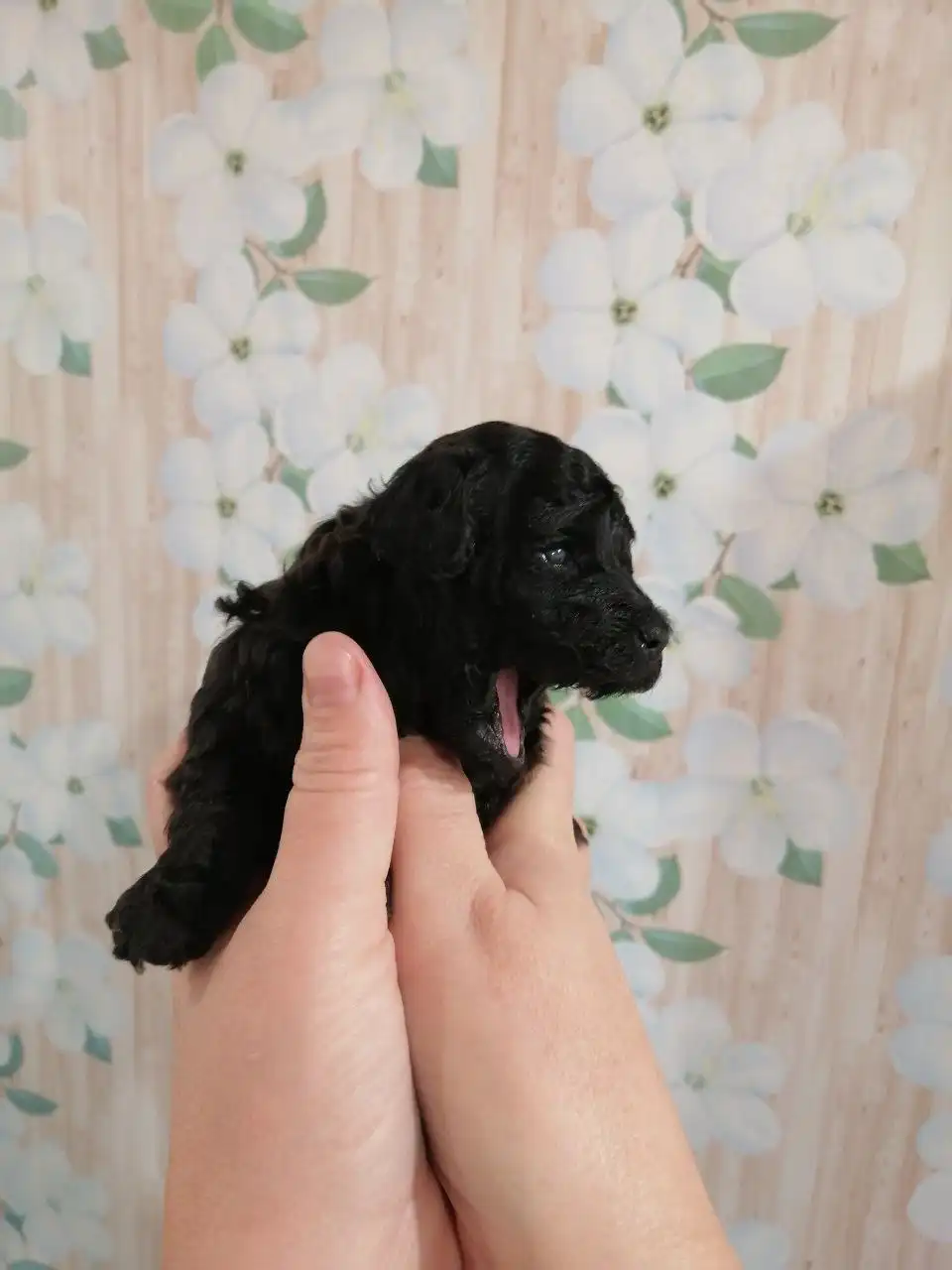 Щенки той-пуделя к Новому году