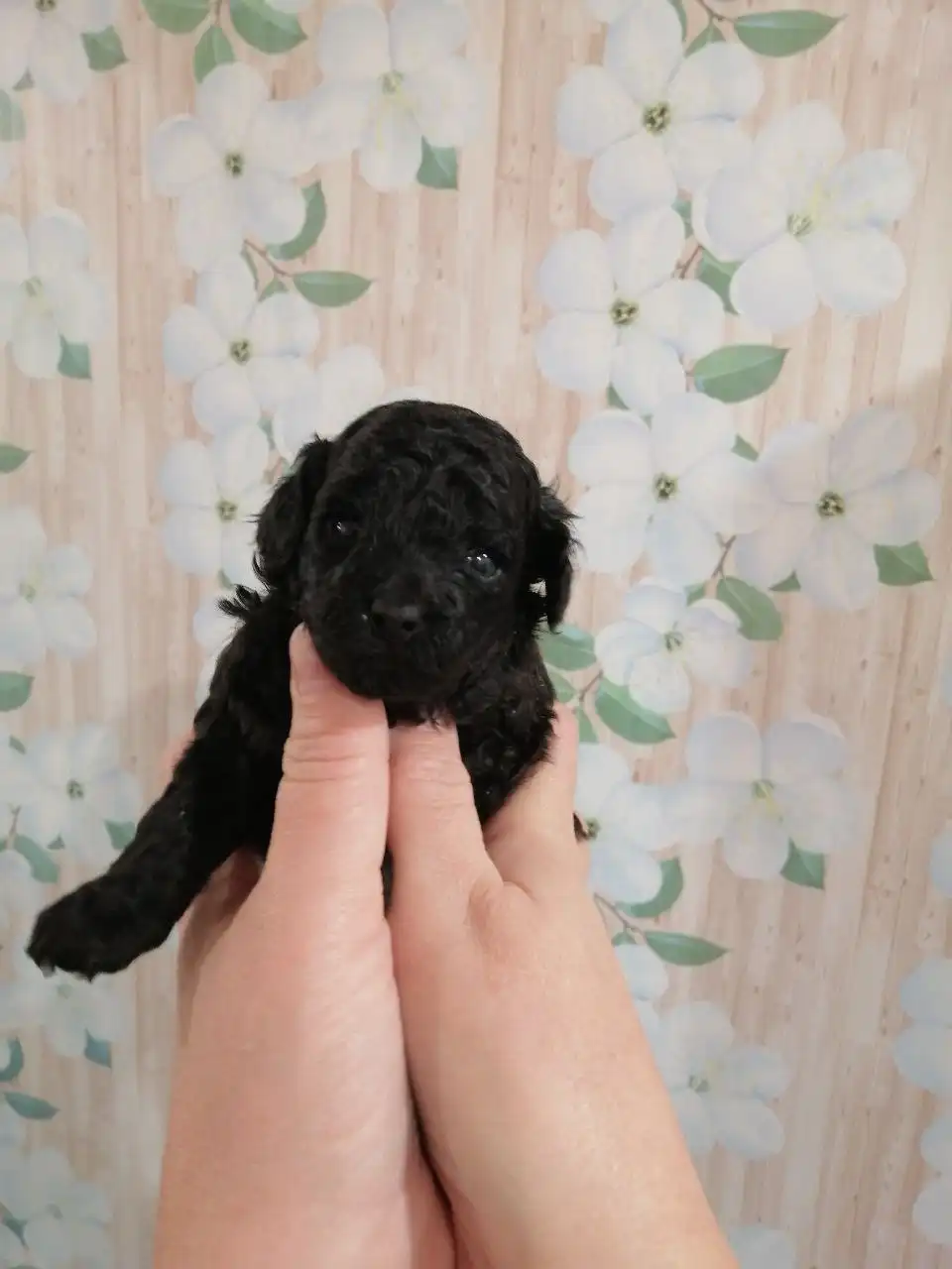 Щенки той-пуделя к Новому году