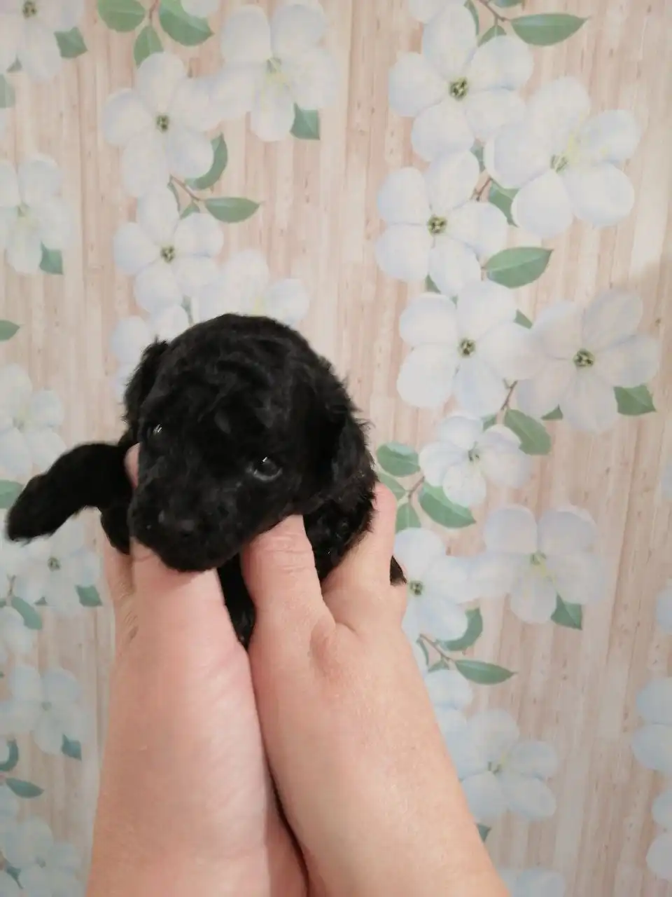 Щенки той-пуделя к Новому году