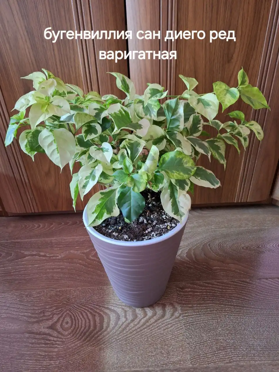 Продам без кашпо