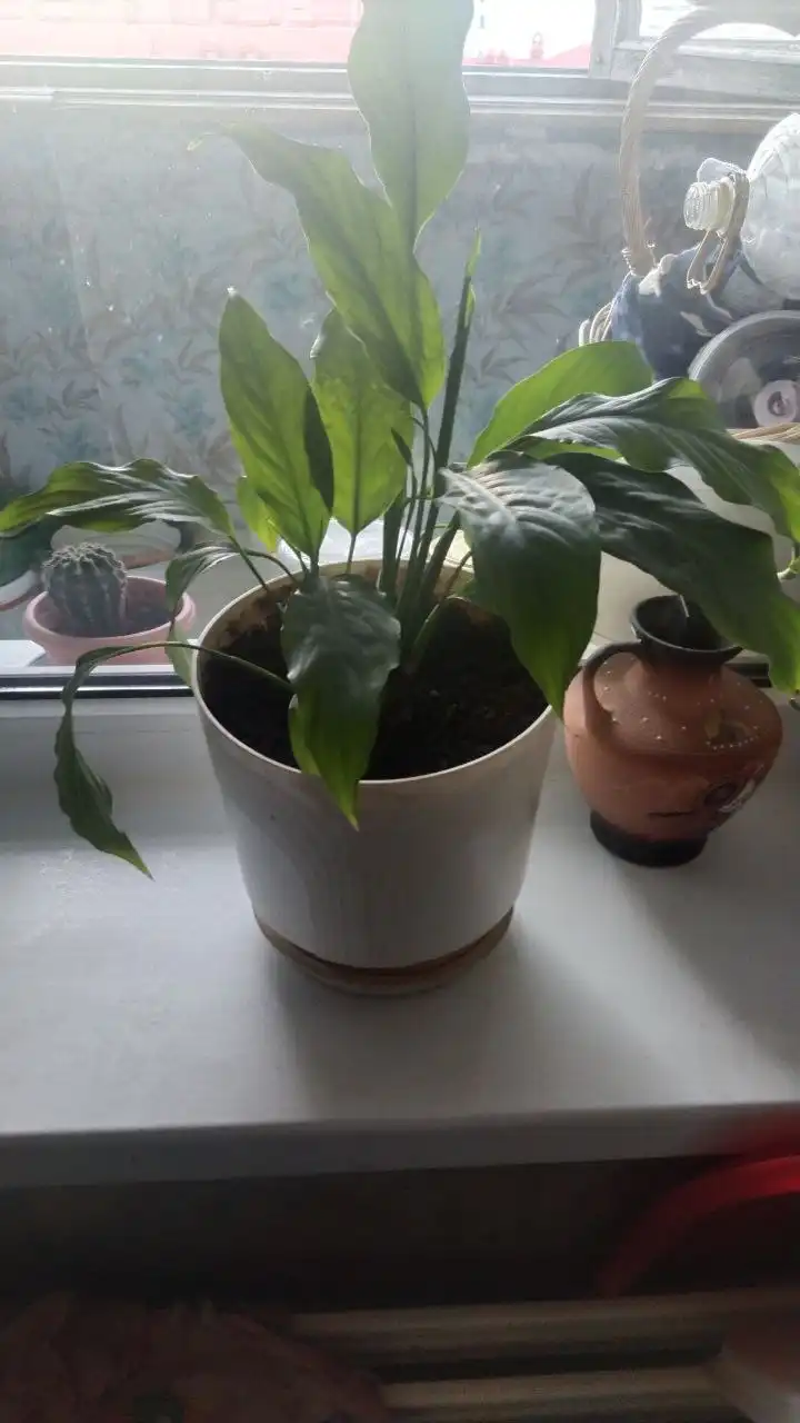 Спатифиллиум с горшком