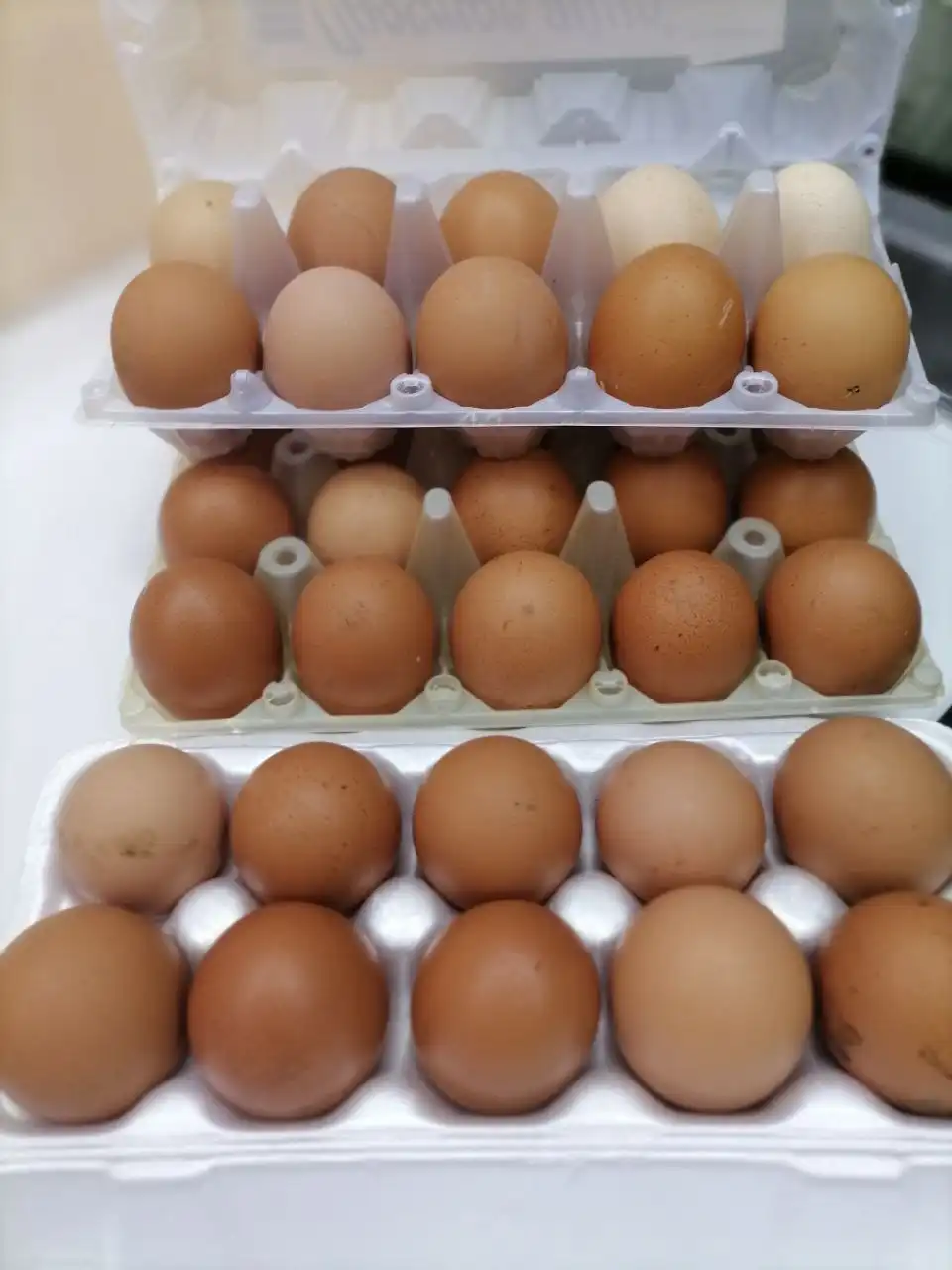 Продам домашние куриные яйца