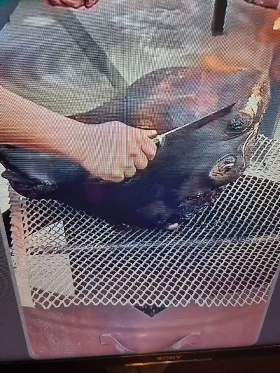 Бычья голова с языком на заказ - Барахолка в Нижневартовск