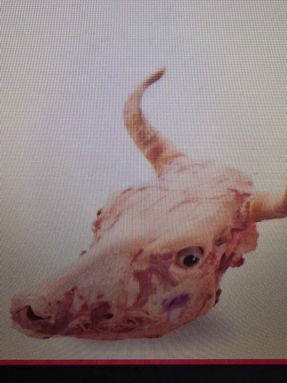 Бычья голова с языком на заказ - Барахолка в Нижневартовск