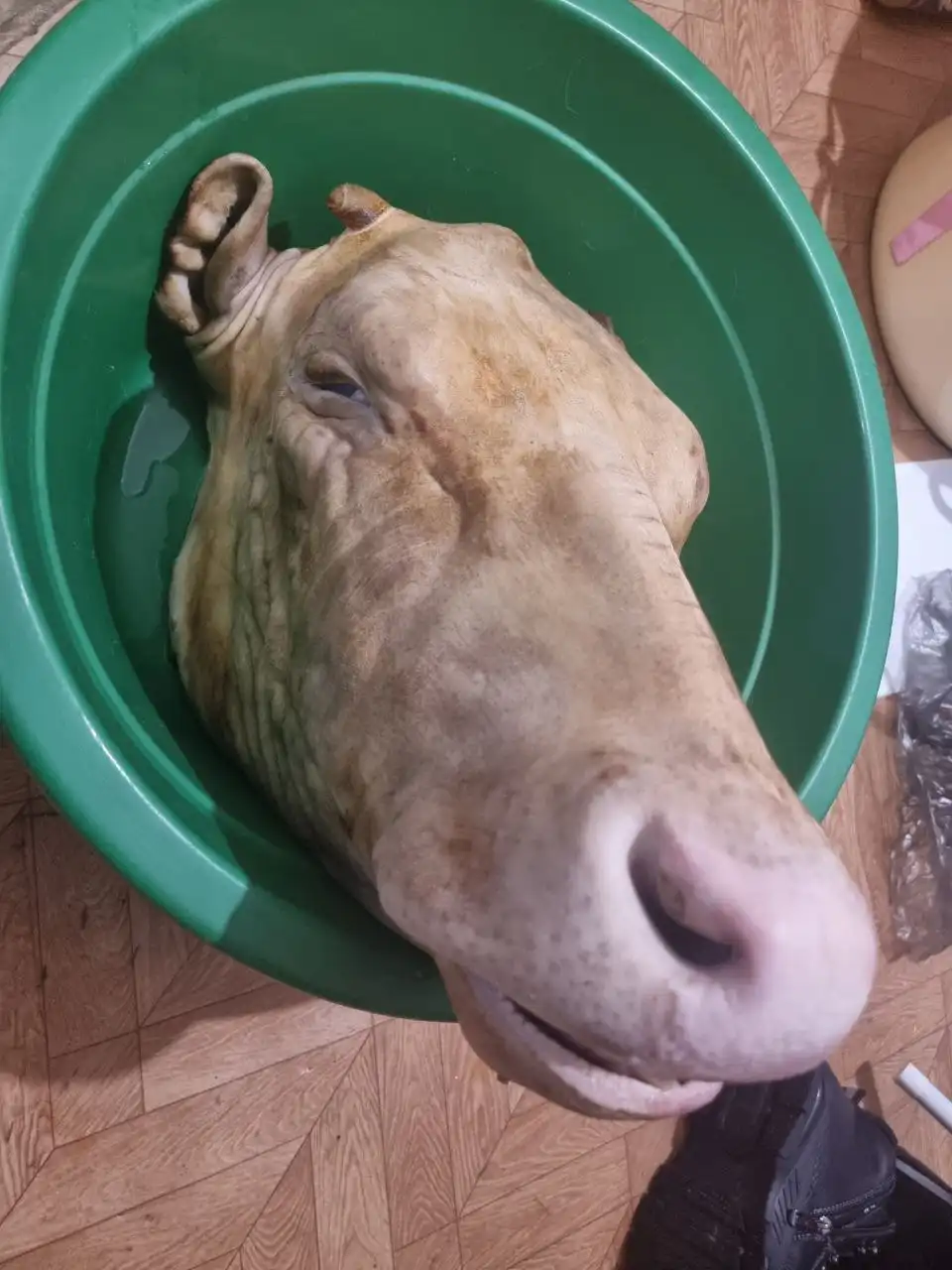 Голова бычка с языком - Продукты питания (Барахолка) в Нижневартовск