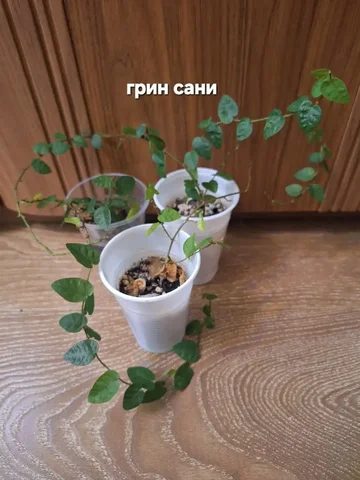 Продажа товара на барахолке Нижневартовска - частное объявление в Нижневартовск