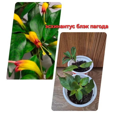 Продам камеру GoPro HERO 5 Black - Электроника в Нижневартовск