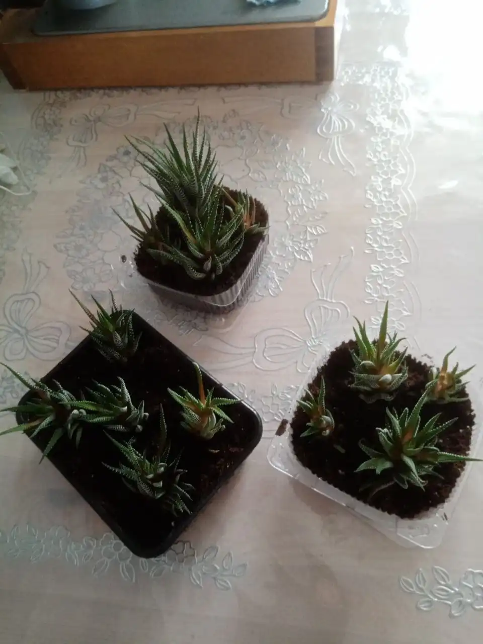 Продам кактусы - Барахолка в Нижневартовск